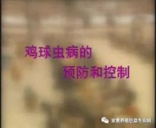 夏季球蟲(chóng)到底該怎么預(yù)防治療？都在這里！