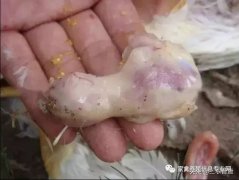 肉雞最頭疼的還是腺肌胃炎，到底該怎么解決？